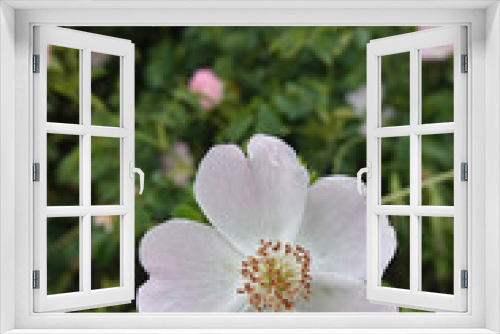 Fototapeta Naklejka Na Ścianę Okno 3D - Vertical closeup on a white flower of a blooming dog rose, Rosa canina