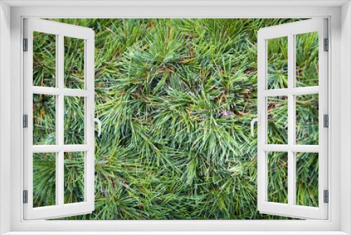 Fototapeta Naklejka Na Ścianę Okno 3D - Christmas tree abckground