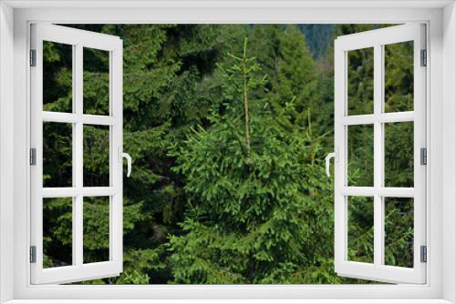 Fototapeta Naklejka Na Ścianę Okno 3D - fir forest