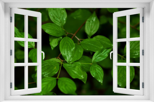 Fototapeta Naklejka Na Ścianę Okno 3D - green leaves