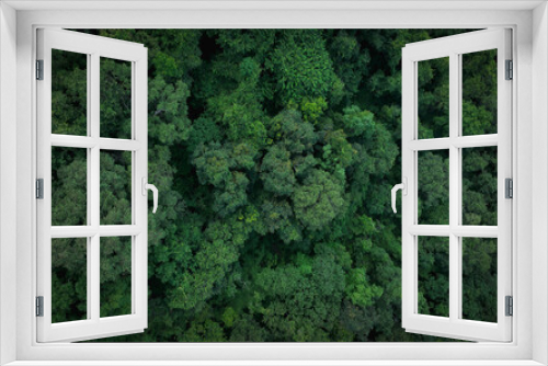 Fototapeta Naklejka Na Ścianę Okno 3D - Aerial top view of green trees in forest. Drone view of dense green tree captures CO2. Green tree nature background for carbon neutrality and net zero emissions concept. Sustainable green environment.