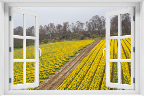 Fototapeta Naklejka Na Ścianę Okno 3D - Daffodil crop in field at a rural agriculture farmland