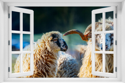 Fototapeta Naklejka Na Ścianę Okno 3D - a sheep herd with ram (breed - valaska) close up in winter
