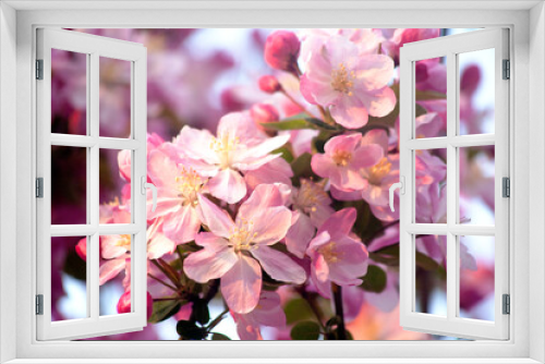 Fototapeta Naklejka Na Ścianę Okno 3D - Rosa rugosa