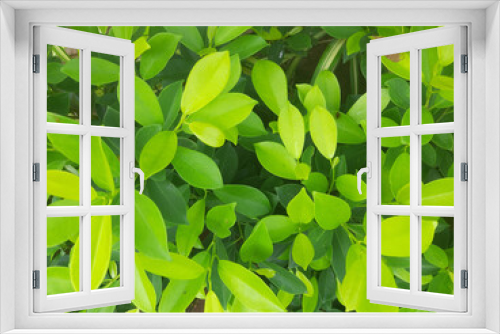 Fototapeta Naklejka Na Ścianę Okno 3D - Beautiful Green Leaves Plant Photography