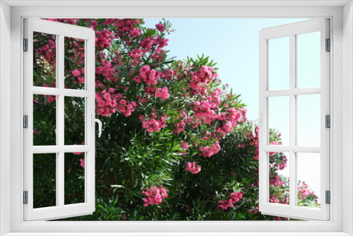 Fototapeta Naklejka Na Ścianę Okno 3D - Bush with bright pink flowers rhododendron growing in yard background. Gardening plant care concept