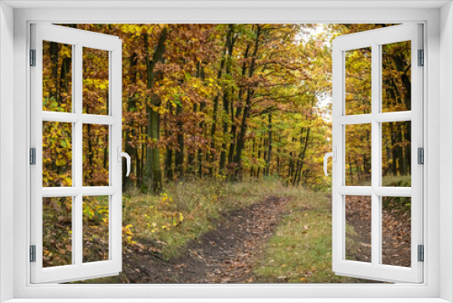 Fototapeta Naklejka Na Ścianę Okno 3D - Road through beautiful colorful autumn oak forest