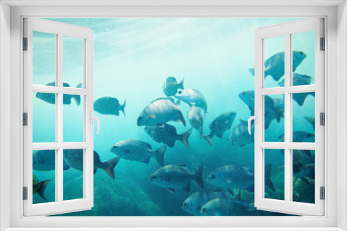 Fototapeta Naklejka Na Ścianę Okno 3D - school of fish