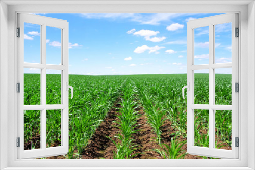 Fototapeta Naklejka Na Ścianę Okno 3D - cornfield at south of Portugal