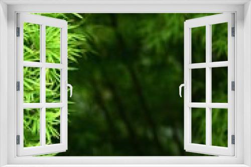 Fototapeta Naklejka Na Ścianę Okno 3D - bamboo leaves