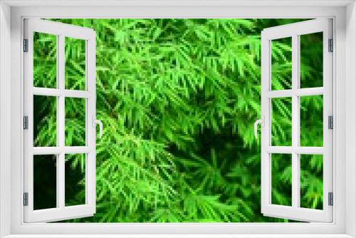 Fototapeta Naklejka Na Ścianę Okno 3D - bamboo leaves