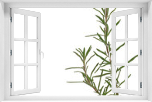 Fototapeta Naklejka Na Ścianę Okno 3D - Close up fresh green rosemary twig and leaves isolated, clipping path