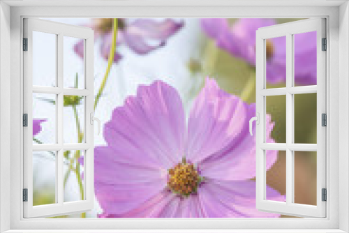 Fototapeta Naklejka Na Ścianę Okno 3D - pink cosmos flower with blurred background