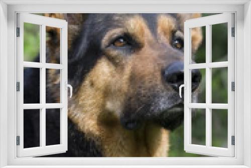 Fototapeta Naklejka Na Ścianę Okno 3D - chien