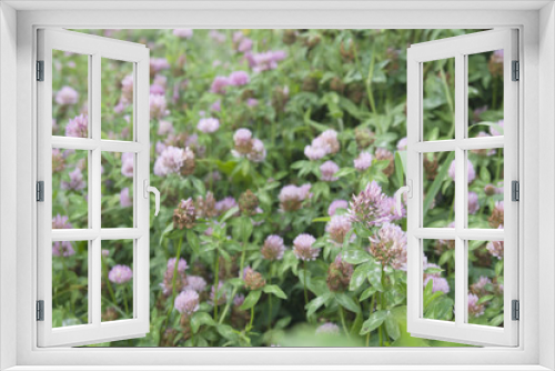 Fototapeta Naklejka Na Ścianę Okno 3D - łąka koniczyny