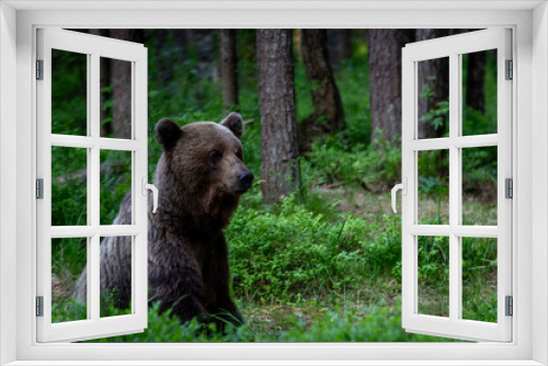 Fototapeta Naklejka Na Ścianę Okno 3D - A lone wild brown bear also known as a grizzly bear (Ursus arctos) in an Estonia forest, Scene shows the young lone bear exploring the forest floor