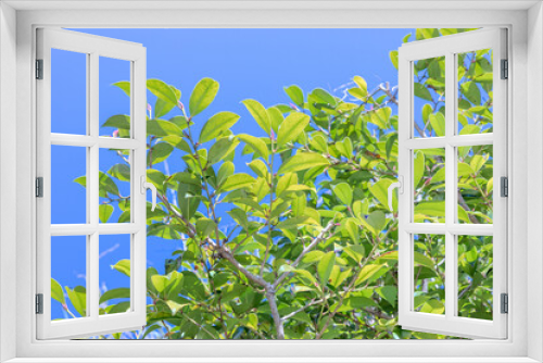 Fototapeta Naklejka Na Ścianę Okno 3D - 青空に映える榊の葉