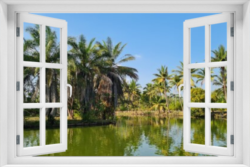 Fototapeta Naklejka Na Ścianę Okno 3D - Lake surrounded by tropical coconut palm trees.