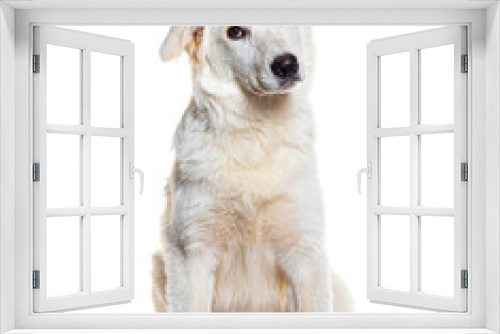 Fototapeta Naklejka Na Ścianę Okno 3D - SItting Maremma dog, isolated on white