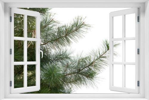 Fototapeta Naklejka Na Ścianę Okno 3D - Green pine tree branches isolated on white background