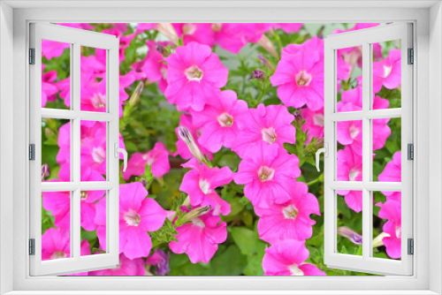 Fototapeta Naklejka Na Ścianę Okno 3D - Pink petunia flowers