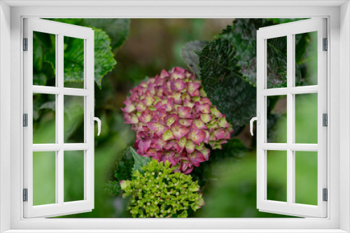Fototapeta Naklejka Na Ścianę Okno 3D - hortensia flowers in the garden