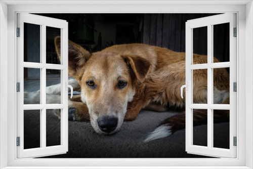 Fototapeta Naklejka Na Ścianę Okno 3D - Dramatic  image of sad a dog