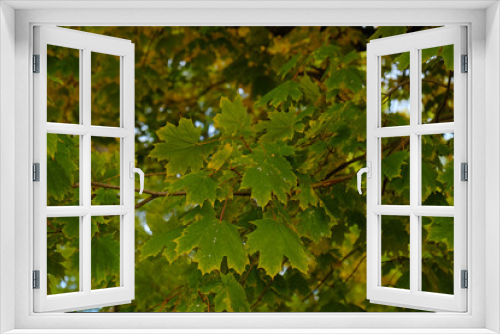 Fototapeta Naklejka Na Ścianę Okno 3D - Yellow and green maple leaves. Autumn colors bright yellow leaves of maple tree. Bright colors of autumn. Change of seasons, changing color in Autumn. Nature pattern