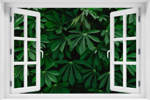 Fototapeta Naklejka Na Ścianę Okno 3D - close up green cassava leaf texture background