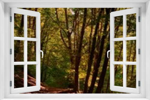 Fototapeta Naklejka Na Ścianę Okno 3D - The warm autumn colors of the forest in the golden light of the sunset