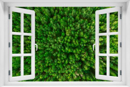 Fototapeta Naklejka Na Ścianę Okno 3D - Forest from above