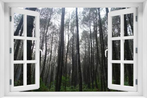 Fototapeta Naklejka Na Ścianę Okno 3D - Forest Pinus in Bandung Indonesia