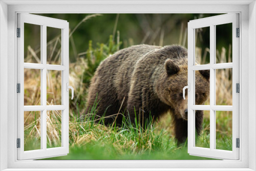 Fototapeta Naklejka Na Ścianę Okno 3D - a bear walks across a green meadow at sunset