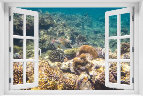 Fototapeta Naklejka Na Ścianę Okno 3D - Rhinecanthus assasi in the expanses of the coral reef of the Red Sea