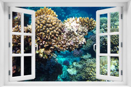 Fototapeta Naklejka Na Ścianę Okno 3D - Beautiful corals in the coral reef of the Red Sea