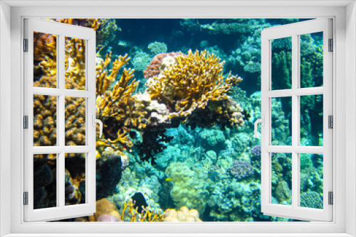 Fototapeta Naklejka Na Ścianę Okno 3D - Beautiful corals in the coral reef of the Red Sea