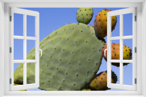 Fototapeta Naklejka Na Ścianę Okno 3D - Figues de barbarie