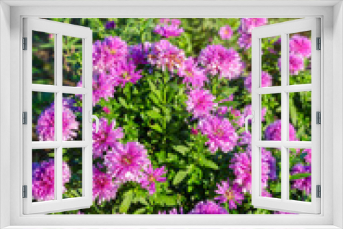 Fototapeta Naklejka Na Ścianę Okno 3D - Purple Marguerite flower blooming in the garden.