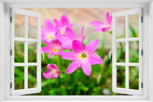 Fototapeta Naklejka Na Ścianę Okno 3D - Pink lily rain lily flower