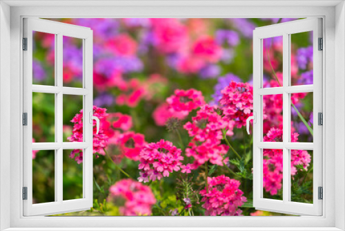 Fototapeta Naklejka Na Ścianę Okno 3D - Colorful Garden