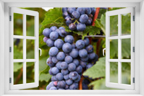 Fototapeta Naklejka Na Ścianę Okno 3D - Branch of red wine grapes
