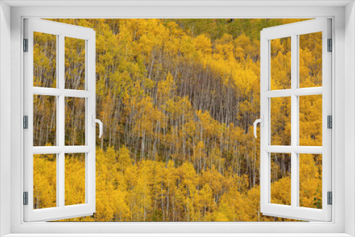Fototapeta Naklejka Na Ścianę Okno 3D - Aspen trees in bright yellow autumn colors, Yukon Territory Canada
