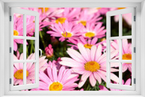 Fototapeta Naklejka Na Ścianę Okno 3D - pink and white chrysanthemum