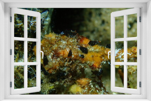 Fototapeta Naklejka Na Ścianę Okno 3D - Sea snails or mud snails (Cerithidea sp.) close-up undersea, Aegean Sea, Greece, Halkidiki