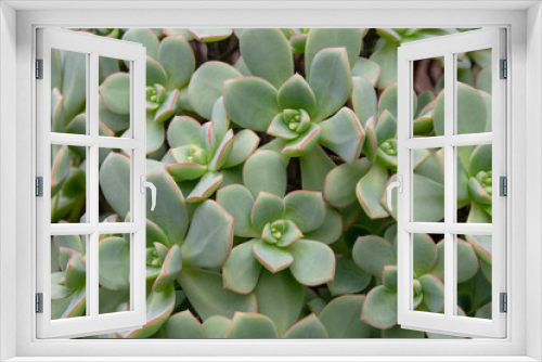 Fototapeta Naklejka Na Ścianę Okno 3D - Succulent plant closeup. Echeveria sempervirens