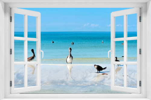 Fototapeta Naklejka Na Ścianę Okno 3D - Egrets on the beach. Seagull on the beach, Brown Pelican, Bird, Original photo by Christy Mandeville, Redington Beach, Florida