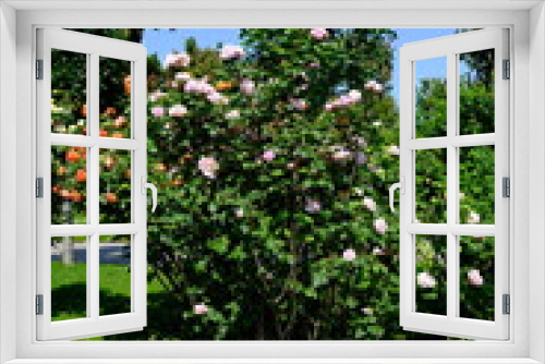 Fototapeta Naklejka Na Ścianę Okno 3D - Vienna Austria - Rose garden - People's Garden - blooming rose flower bush