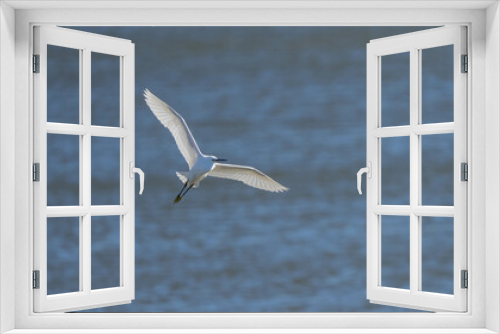 Fototapeta Naklejka Na Ścianę Okno 3D - Little egret flying over the marsh	