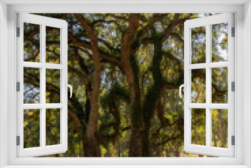 Fototapeta Naklejka Na Ścianę Okno 3D - Oak trees in a forest. Beni Metir, Jendouba, Tunisia