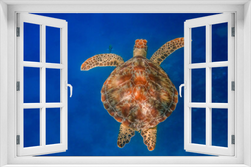 Fototapeta Naklejka Na Ścianę Okno 3D - pattern with shadows on a green sea turtle in deep blue water from egypt